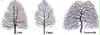 baum buch 7_1